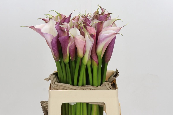 <h4>Zantedeschia Eydolls Purple White</h4>