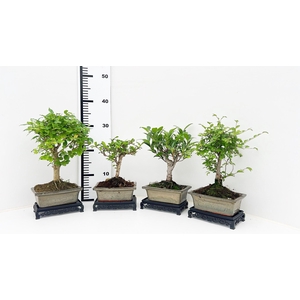 Bonsai mix, indoor, 15 cm., broom, with table
