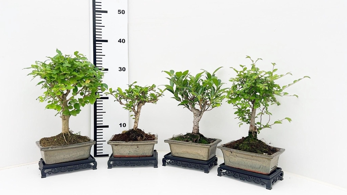 <h4>Bonsai mix, indoor, 15 cm., broom, with table</h4>