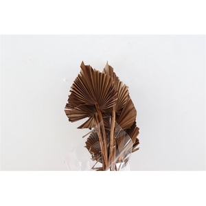 Dried Palm Spear 10pc Brown Bunch