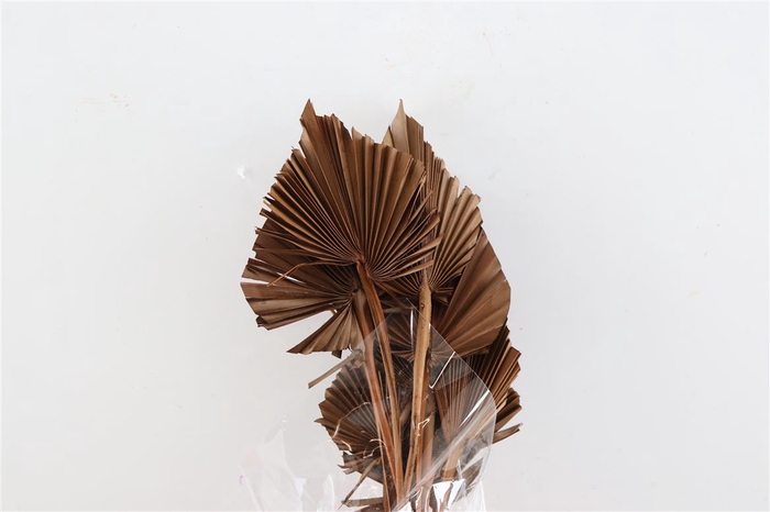 <h4>Dried Palm Spear 10pc Brown Bunch</h4>