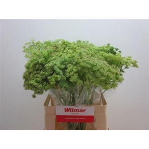 AMMI VIS GREEN MIST