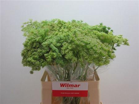 <h4>AMMI VIS GREEN MIST</h4>