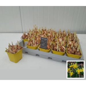 Narcissus Tete a Tete 7Ø  15cm