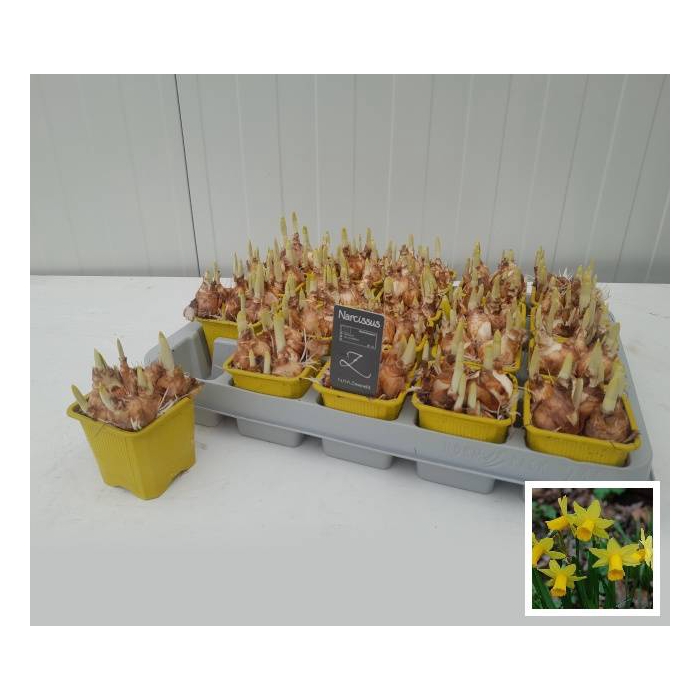 <h4>Narcissus Tete a Tete 7Ø 15cm</h4>