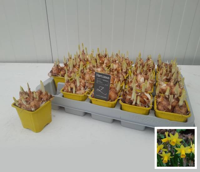 Narcissus Tete a Tete 7Ø  15cm