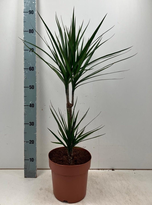 <h4>DRA MARGINATA</h4>