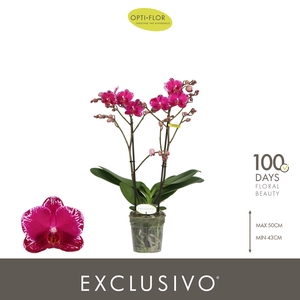 Exclusivo Asian Violin 2 spike