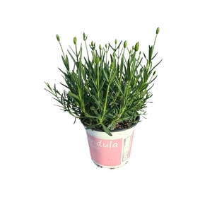 Lavandula angustifolia Rosea