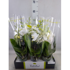 Phalaenopsis   ...white
