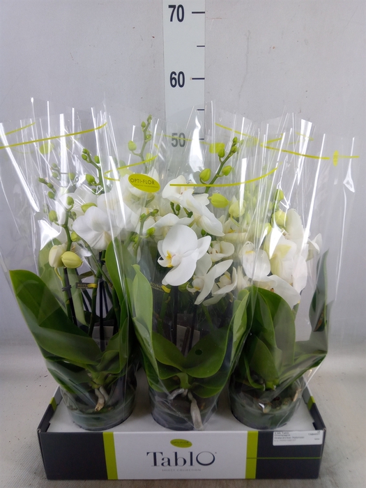 <h4>Phalaenopsis   ...white</h4>