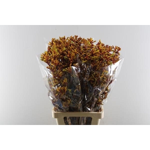 Anigoz Orange Velvet L 80