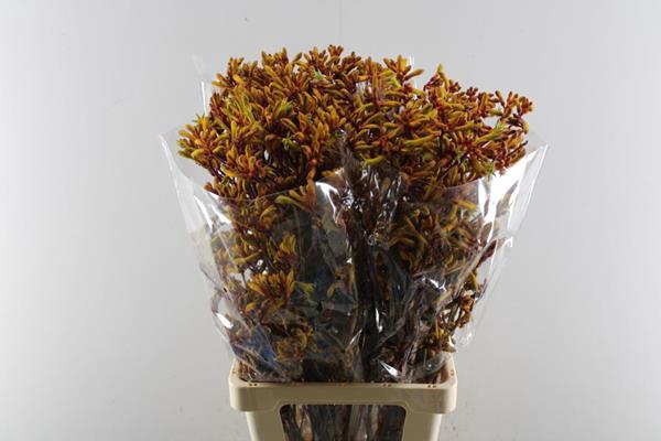 <h4>Anigoz Orange Velvet L 80</h4>