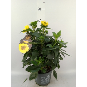 Helianthus decap. 'Suncatcher Gold'