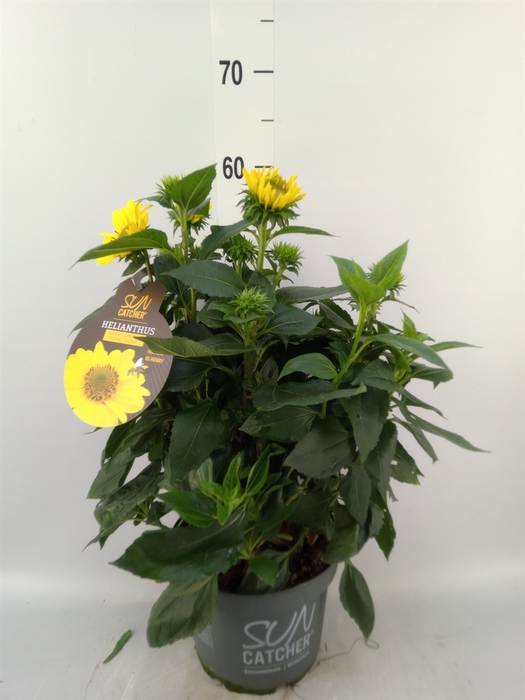 <h4>Helianthus decap. 'Suncatcher Gold'</h4>