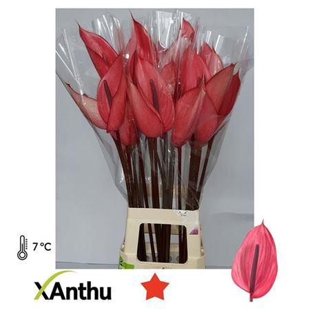 <h4>Anth A Xavia X16</h4>