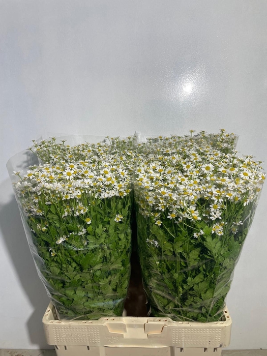 <h4>TANA PA CAMERON</h4>