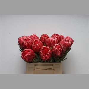 Protea Venus