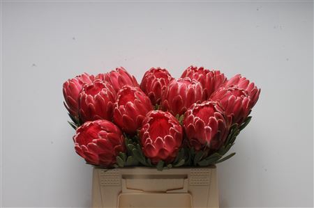 <h4>Protea Venus</h4>