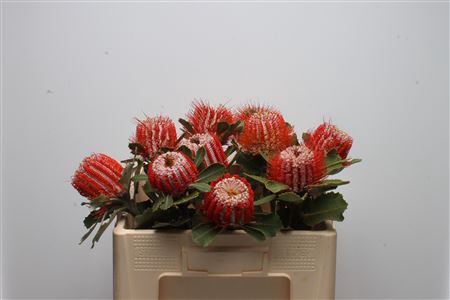 <h4>Banksia Coccinea Large</h4>