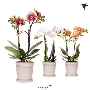 Kolibri Orchids Phalaenopsis mix 2 spike in Flower pot sand