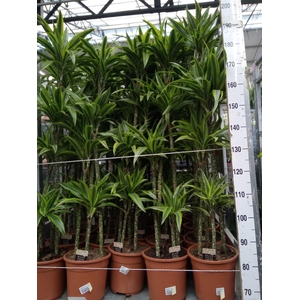 Dracaena fr de 'LemonLime'