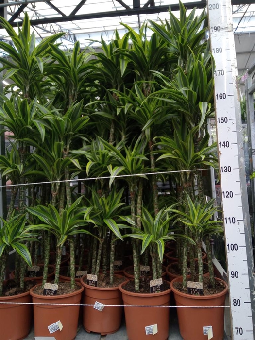 <h4>Dracaena fr de 'LemonLime'</h4>