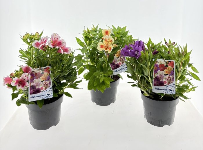 <h4>ALST INTICANCHA GEM</h4>