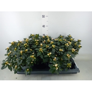 Rhododendron sim.   ...