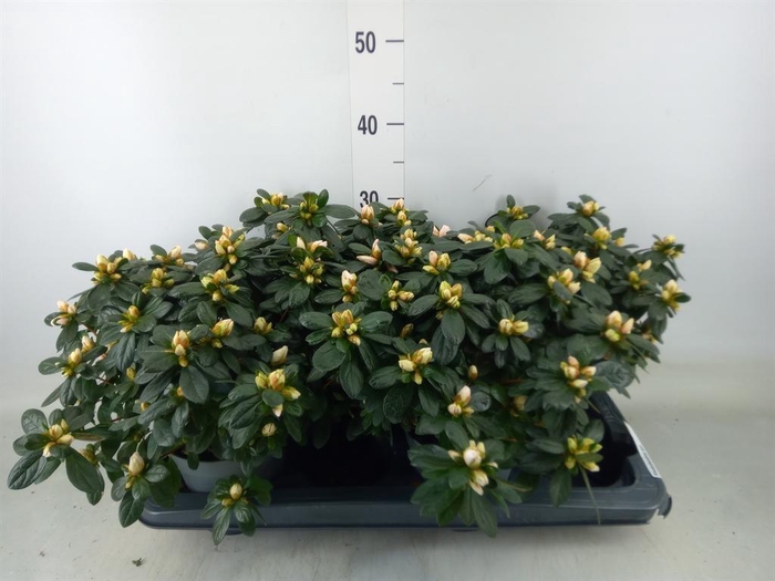 <h4>Rhododendron sim.   ...</h4>