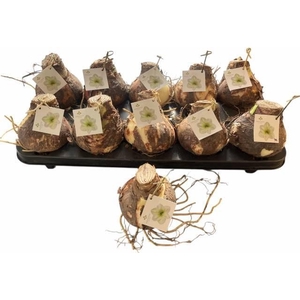 BLOEMBOL HIPPEASTRUM