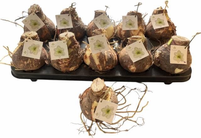 <h4>BLOEMBOL HIPPEASTRUM</h4>