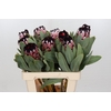 Protea African Didi