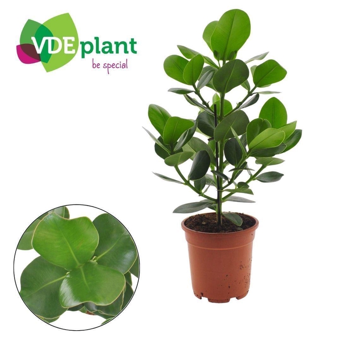 <h4>Clusia rosea 'Princess'</h4>