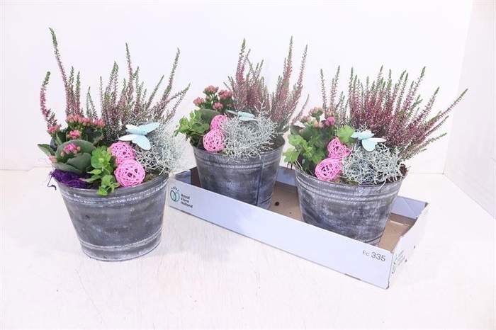 <h4>ARR TUINPLANTEN</h4>