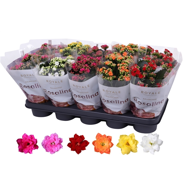 <h4>Kalanchoe Rosalina 12cm mix, Royale</h4>