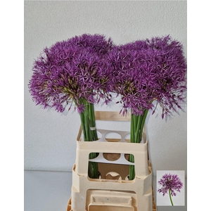 ALLIUM PURPLE RAIN