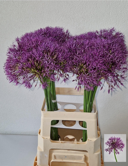 <h4>ALLIUM PURPLE RAIN</h4>