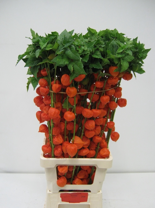<h4>PHYSALIS LAMPION TAK</h4>