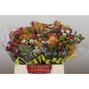 BQ Kaaps Groen Rivermix