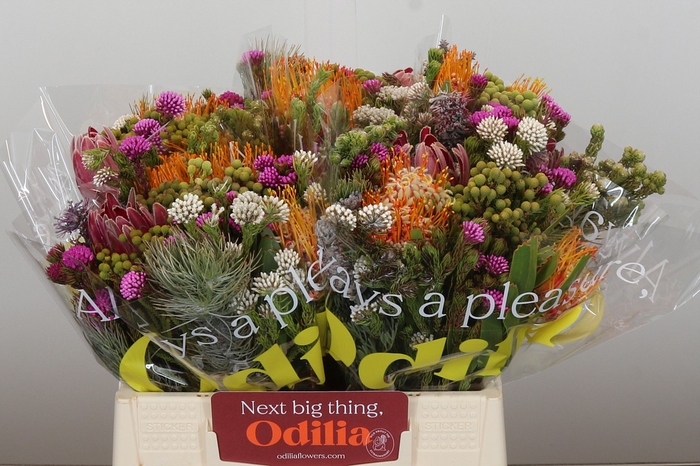 <h4>BQ Kaaps Groen Rivermix</h4>