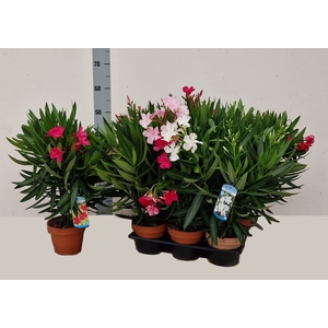 NERI OLEANDER