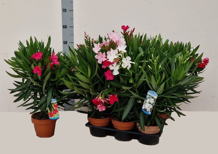 <h4>NERI OLEANDER</h4>