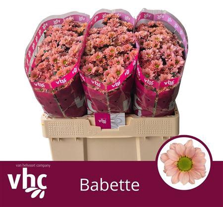 <h4>Chr S Babette</h4>