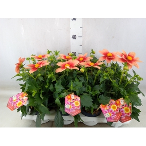 Dahlia  'Summerbees Salmon bico'