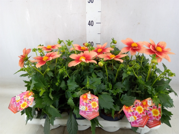 <h4>Dahlia  'Summerbees Salmon bico'</h4>