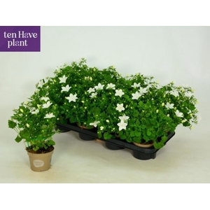 CAMP IS ATLANT WHITE