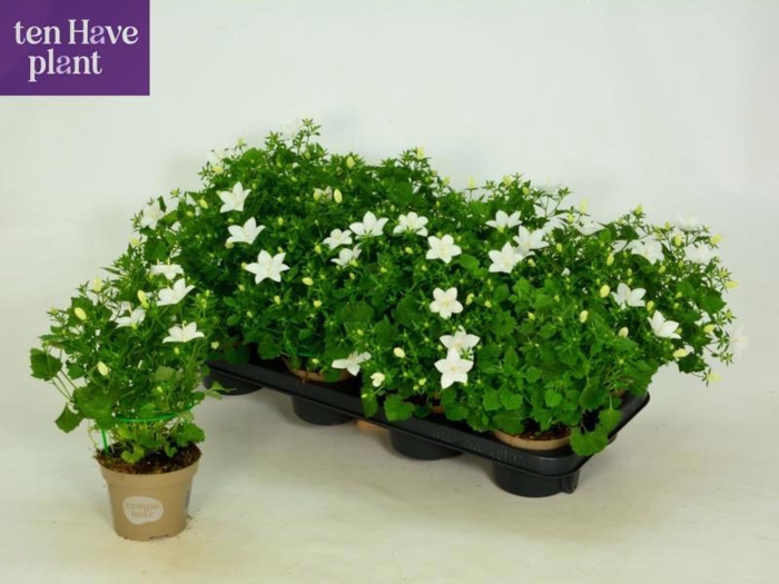 <h4>CAMP IS ATLANT WHITE</h4>