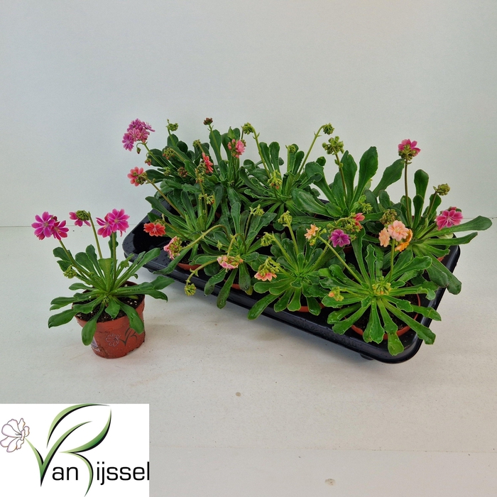 <h4>LEWI COTYLEDON</h4>