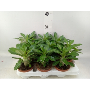 Pachypodium saundersii